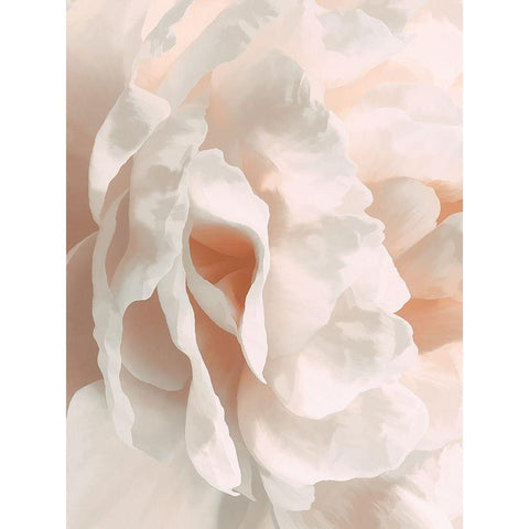 Peony Pale Sepia II White Modern Wood Framed Art Print by Pollard, David