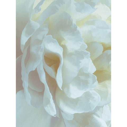 Peony Pale Yellow Blush II White Modern Wood Framed Art Print by Pollard, David