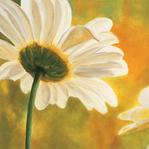 Marguerites dans le soleil I White Modern Wood Framed Art Print with Double Matting by Viollet, Pierre