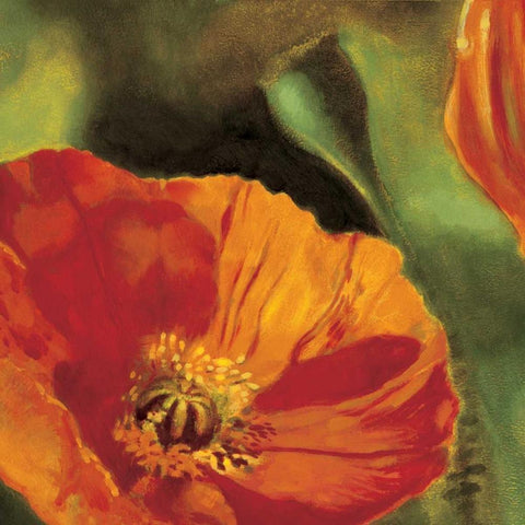 Coquelicots dans le soleil 2 Black Modern Wood Framed Art Print with Double Matting by Viollet, Pierre