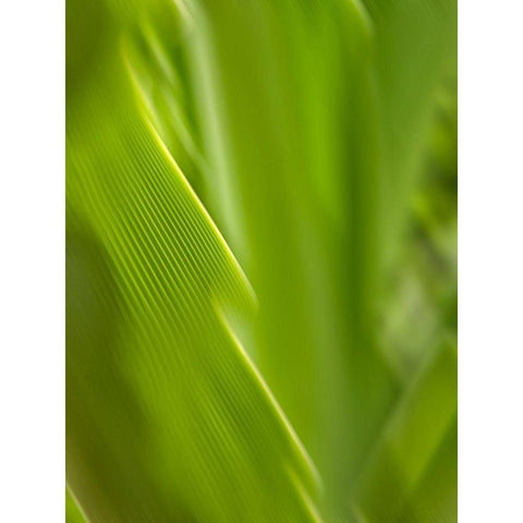 USA, Hawaii, Kauai, tropical f Black Modern Wood Framed Art Print with Double Matting by Plank, Savanah