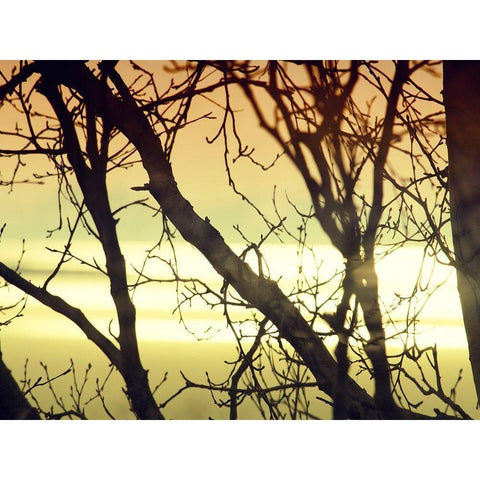 Aspen Sunset Black Modern Wood Framed Art Print by Plank, Savanah