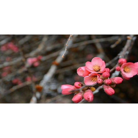 Crabapple Tree blossoms Gold Ornate Wood Framed Art Print with Double Matting by Plank, Savanah