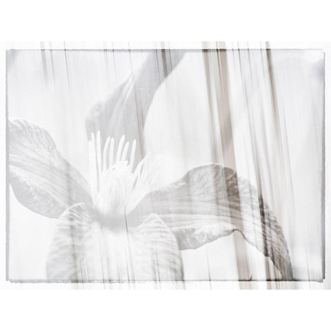 Black and white clematis Black Modern Wood Framed Art Print with Double Matting by Plank, Savanah