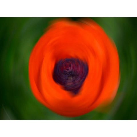 Orange Poppy Black Modern Wood Framed Art Print with Double Matting by Plank, Savanah