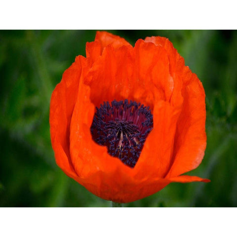 Orange Poppy White Modern Wood Framed Art Print by Plank, Savanah