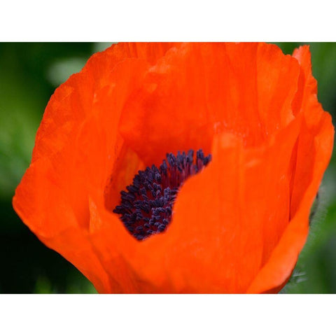 Orange Poppy White Modern Wood Framed Art Print by Plank, Savanah