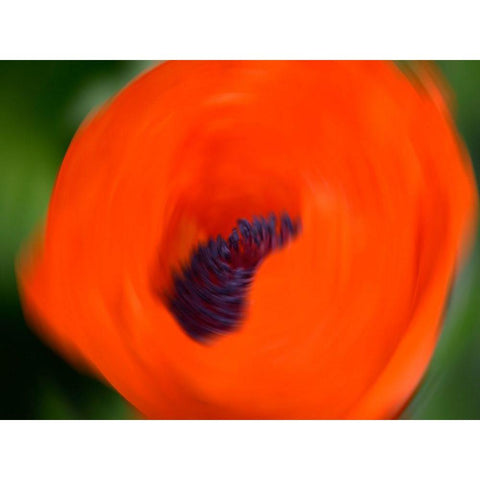 Orange Poppy Black Modern Wood Framed Art Print with Double Matting by Plank, Savanah