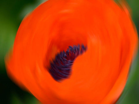 Orange Poppy Black Ornate Wood Framed Art Print with Double Matting by Plank, Savanah