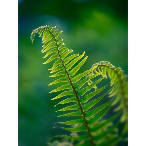 Garden Fern Gold Ornate Wood Framed Art Print with Double Matting by Plank, Savanah