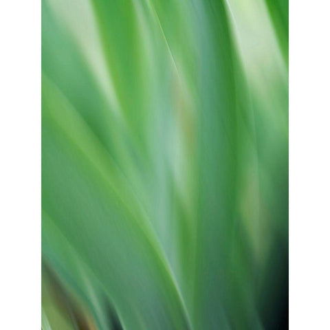 Green flora motion Black Modern Wood Framed Art Print with Double Matting by Plank, Savanah