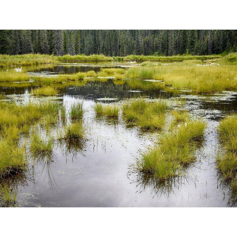 Hatchers Pass creek marsh Gold Ornate Wood Framed Art Print with Double Matting by Plank, Savanah