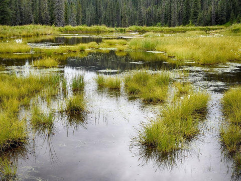 Hatchers Pass creek marsh White Modern Wood Framed Art Print with Double Matting by Plank, Savanah