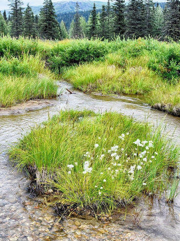 Alaska marshland Black Ornate Wood Framed Art Print with Double Matting by Plank, Savanah