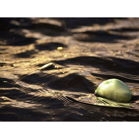 USA, Southeast Alaska, Ketchik Gold Ornate Wood Framed Art Print with Double Matting by Plank, Savanah