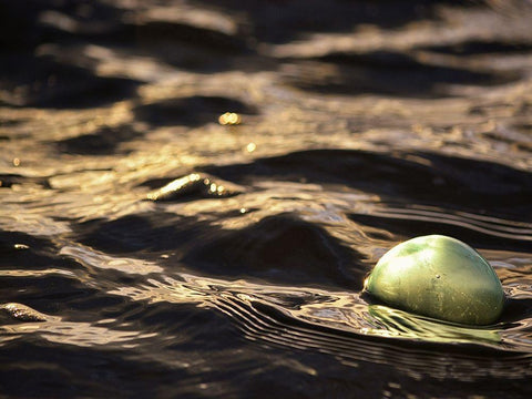 USA, Southeast Alaska, Ketchik Black Ornate Wood Framed Art Print with Double Matting by Plank, Savanah