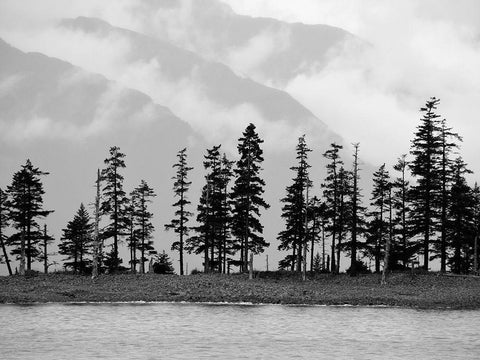 Pines Black Ornate Wood Framed Art Print with Double Matting by Plank, Savanah