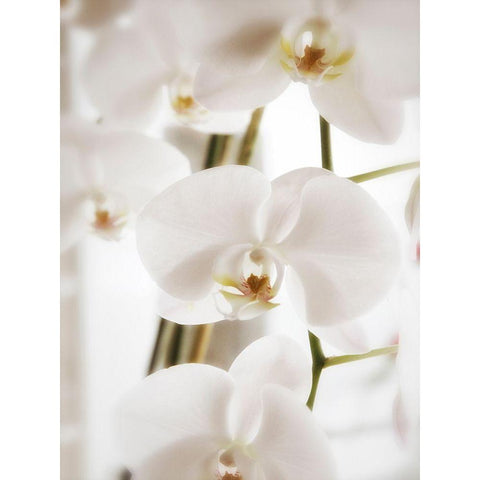 White Orchids Black Modern Wood Framed Art Print with Double Matting by Plank, Savanah