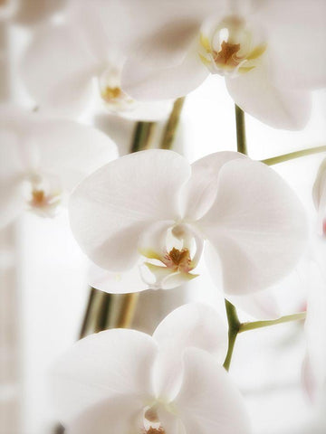 White Orchids White Modern Wood Framed Art Print with Double Matting by Plank, Savanah