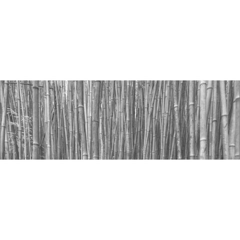 Bamboo Forest Black Modern Wood Framed Art Print with Double Matting by Bennion, Scott