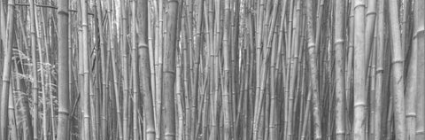 Bamboo Forest White Modern Wood Framed Art Print with Double Matting by Bennion, Scott