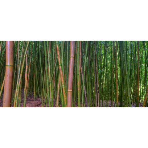Bamboo White Modern Wood Framed Art Print by Bennion, Scott