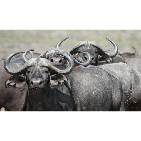 Cape Buffalos and Friend Gold Ornate Wood Framed Art Print with Double Matting by Bennion, Scott
