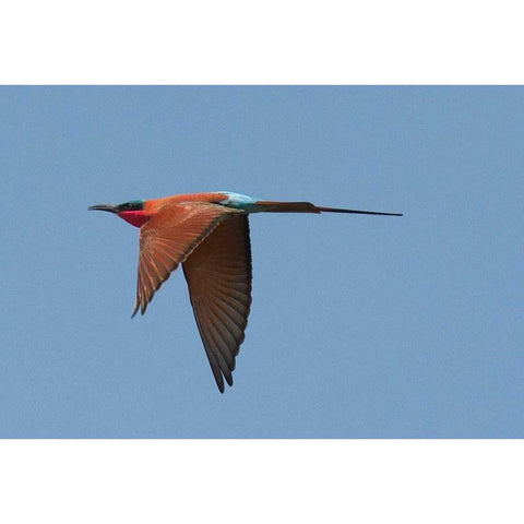 Carmine Bee Eater Black Modern Wood Framed Art Print by Bennion, Scott