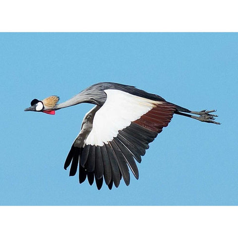 Crested Crane Black Modern Wood Framed Art Print with Double Matting by Bennion, Scott