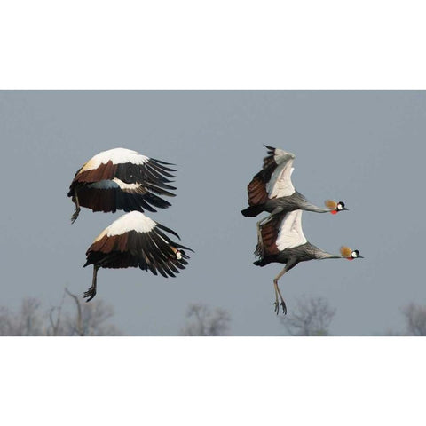 Crested Cranes Gold Ornate Wood Framed Art Print with Double Matting by Bennion, Scott