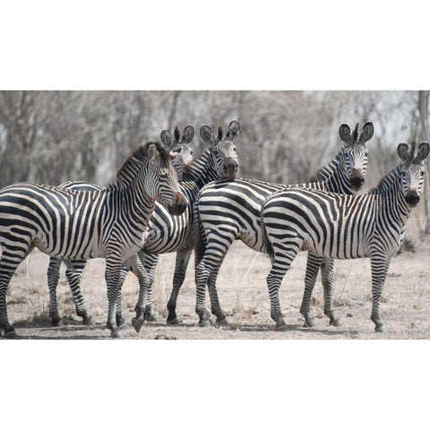 Curious Zebras Gold Ornate Wood Framed Art Print with Double Matting by Bennion, Scott