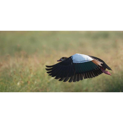 Egypian Goose White Modern Wood Framed Art Print by Bennion, Scott