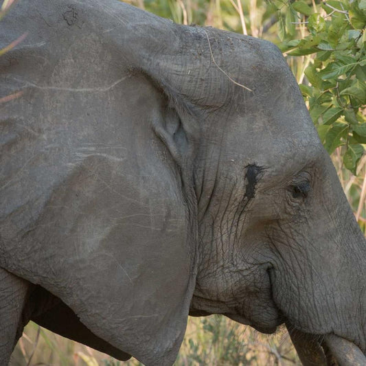 Image Only