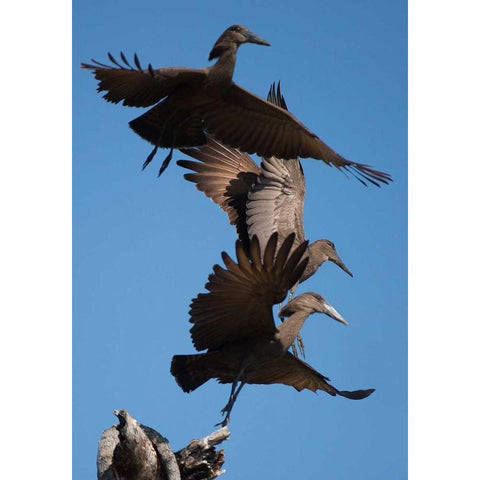 Hammerkops in flight Gold Ornate Wood Framed Art Print with Double Matting by Bennion, Scott