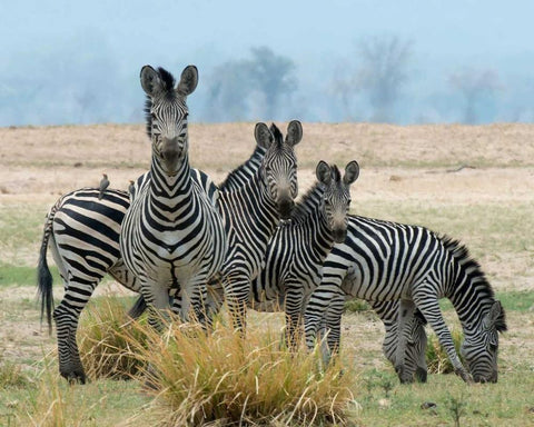 Invisible Black Ornate Wood Framed Art Print with Double Matting by Bennion, Scott