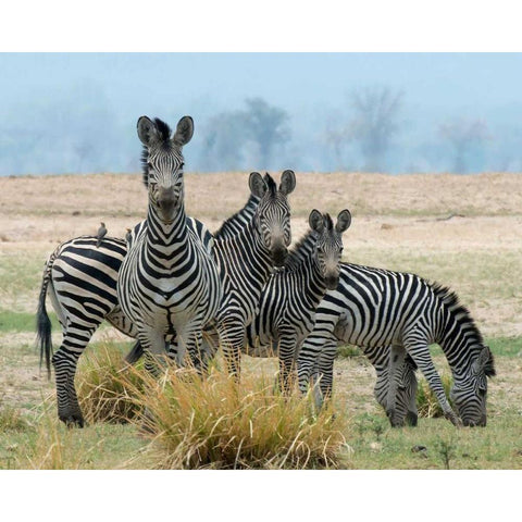 Invisible Black Modern Wood Framed Art Print by Bennion, Scott