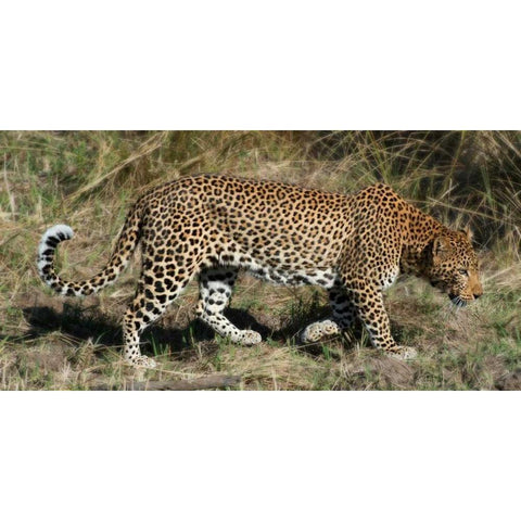 Leopard Hunting White Modern Wood Framed Art Print by Bennion, Scott