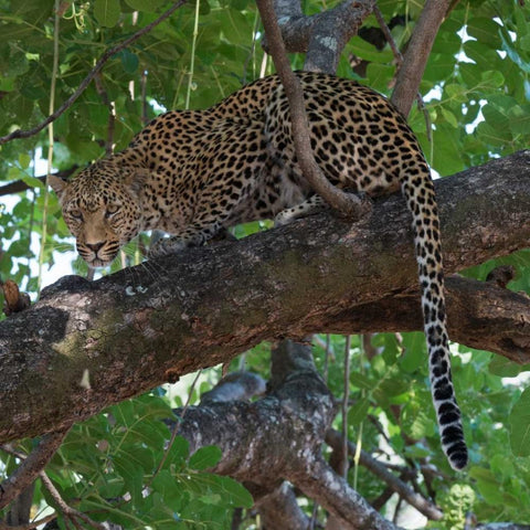 Leopard in a Tree White Modern Wood Framed Art Print with Double Matting by Bennion, Scott