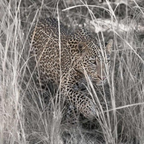 Leopard in the Grass Black Ornate Wood Framed Art Print with Double Matting by Bennion, Scott