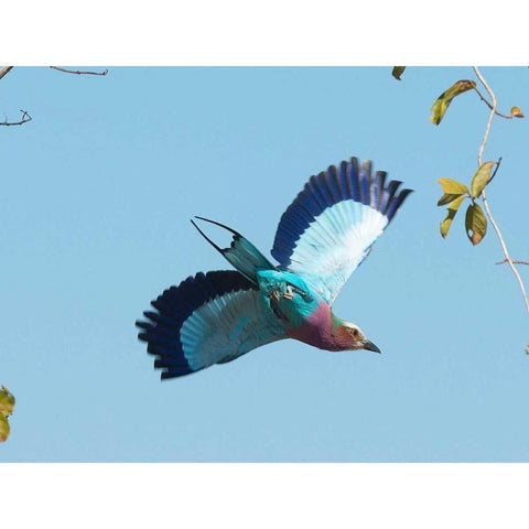 Lilac Breasted Roller White Modern Wood Framed Art Print by Bennion, Scott