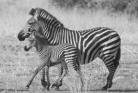 Mother and New Born Black Ornate Wood Framed Art Print with Double Matting by Bennion, Scott