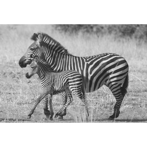 Mother and New Born Black Modern Wood Framed Art Print by Bennion, Scott