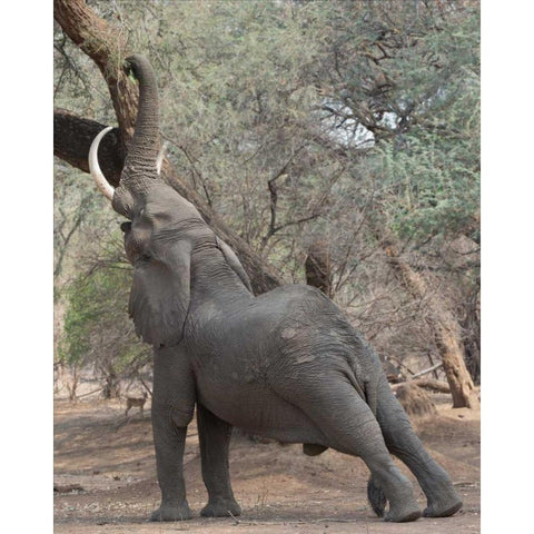 Reaching Elephant - Mana Pools Zimbabwe Gold Ornate Wood Framed Art Print with Double Matting by Bennion, Scott