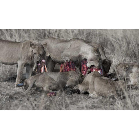 South Luangwa Lions Gold Ornate Wood Framed Art Print with Double Matting by Bennion, Scott