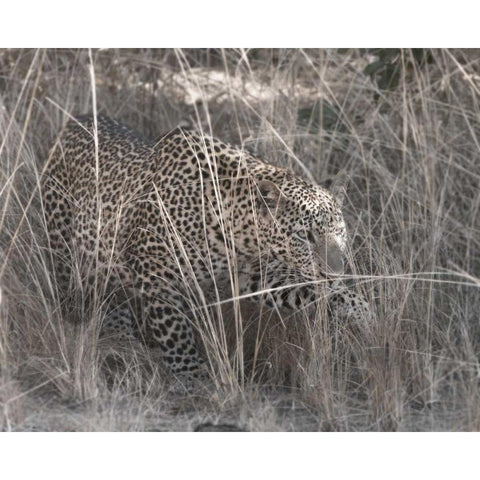 Stalking Leopard White Modern Wood Framed Art Print by Bennion, Scott