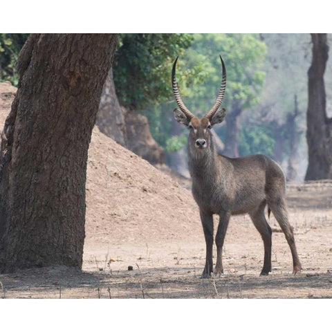 Waterbuck White Modern Wood Framed Art Print by Bennion, Scott