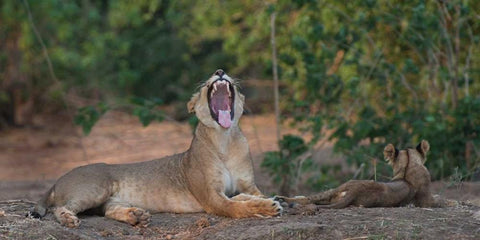 Yawning Lion - Zimbabwe Black Ornate Wood Framed Art Print with Double Matting by Bennion, Scott