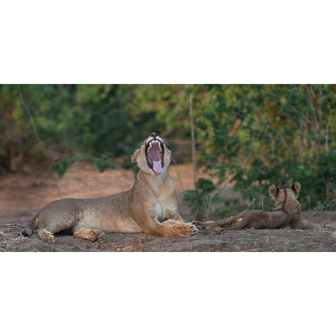 Yawning Lion - Zimbabwe Gold Ornate Wood Framed Art Print with Double Matting by Bennion, Scott