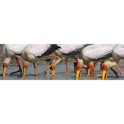 Yellow Billed Storks Fishing Black Modern Wood Framed Art Print by Bennion, Scott