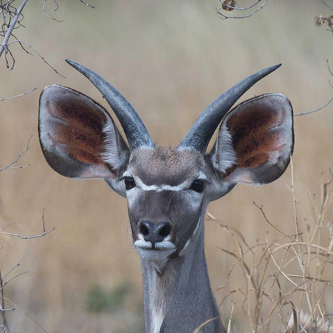 Young Kudu White Modern Wood Framed Art Print with Double Matting by Bennion, Scott